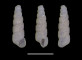 Moitessieria pasterae