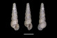 Moitessieria prioratensis