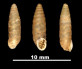 Pupa bofilli 