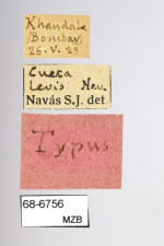 Navás i Ferrer, Longinos