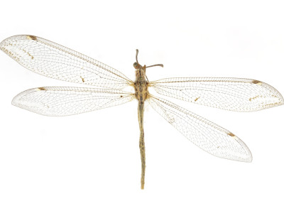 68-6766_Polancus_neglectus_01.JPG
