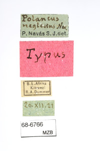 68-6766_Polancus_neglectus_etiquetes.JPG