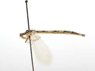 68-8076_Elicura_litigator_02