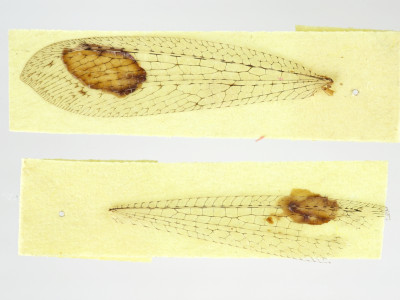 68-8076_Elicura_litigator_05