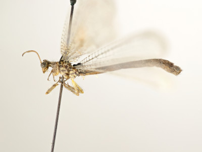 68-8077_Elicura_litigator_02