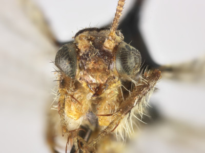 68-8077_Elicura_litigator_03