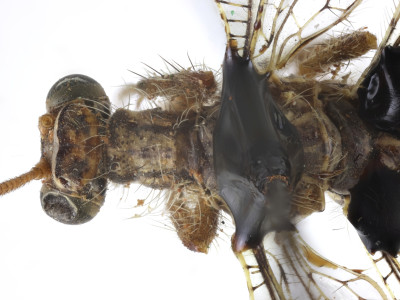 68-8077_Elicura_litigator_04