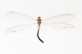 Formicaleo sanguinolentus