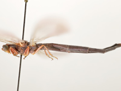 68-8078_Formicaleo_sanguinolentus_02