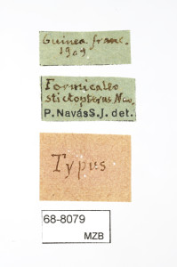 68-8079_Formicaleo_stictopterus_etiquetes