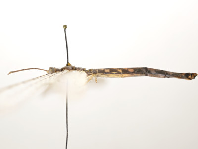 68-8080_Formicaleo_masi_02