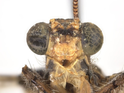 68-8080_Formicaleo_masi_03