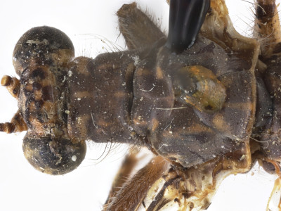 68-8080_Formicaleo_masi_04