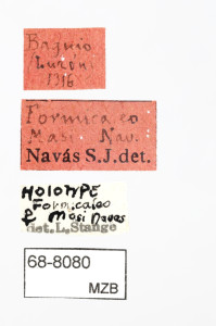 68-8080_Formicaleo_masi_etiquetes