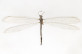 Feinerus formosanus