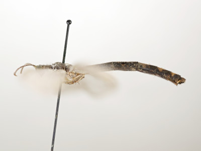 68-8081_Feineurs_formosanus_02