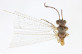 Salvaza cornutus