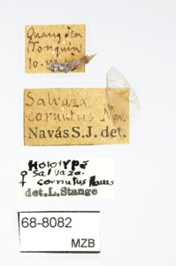 68-8082_Salvaza_cornutus_etiquetes