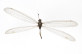 Feinerus umbratus