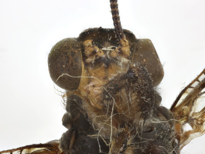 68-8083_Feinerus_umbratus_03