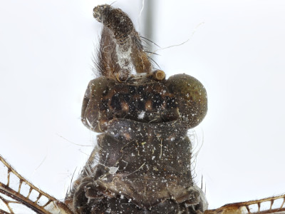 68-8083_Feinerus_umbratus_04