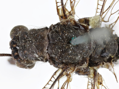 68-8083_Feinerus_umbratus_05