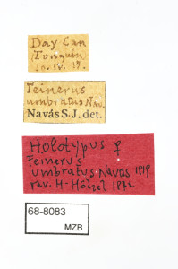 68-8083_Feinerus_umbratus_etiquetes