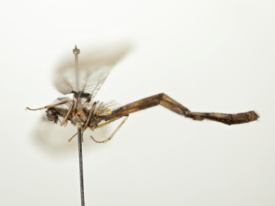 68-8085_Bullanga_binaria_02