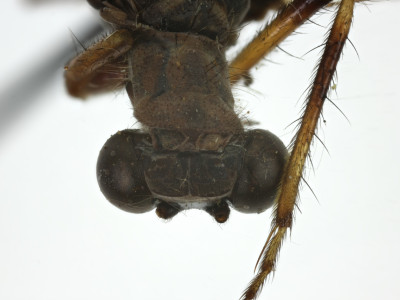 68-8085_Bullanga_binaria_04