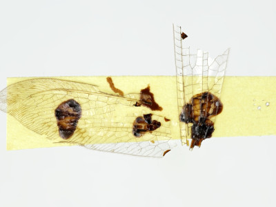 68-8085_Bullanga_binaria_06