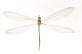 Ameromyia baronei