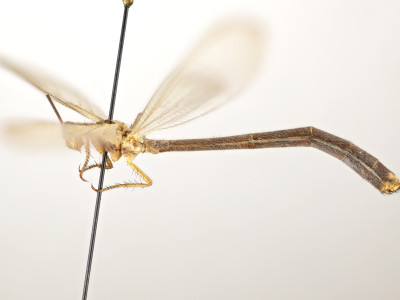 70-1758_Ameromyia_baronei_03