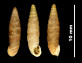 Abida secale elegantissima