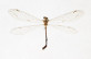 Formicaleo cuigneti