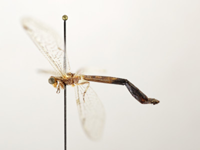 78-0905_Formicaleo_cuigneti_02