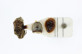 Trichobiopsis (Belema) paraensis