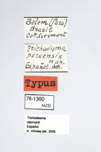 78-1380_Trichodesma_paraensis_etiquetes.JPG