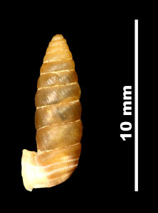 Abida_cadica_brauniopsis_89-8545_P