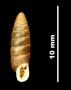 Abida_cadica_brauniopsis_89-8545_V