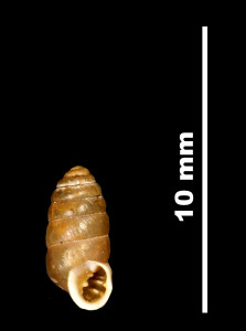 Abida_secale_cadiensis_89-8601_V