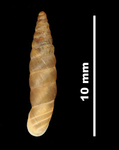 Abida_secale_elegantissima_89-8608_D