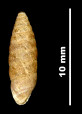 Abida secale meridionalis