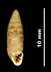 Abida_secale_meridionalis_2001-0284_V