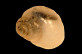 Amnicola globulus