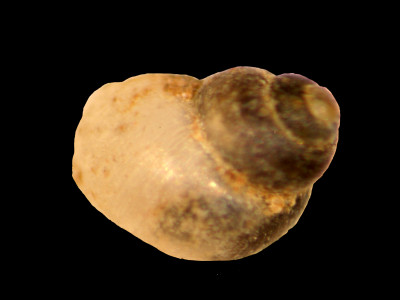 Amnicola_globulus_80-1589B_D