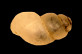 Bythinella batalleri