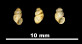 Bythinella brevis persuturata