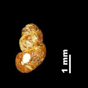 Bythinella_brevis_persuturata_80-2334A_D