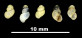 Bythinella perilongata
