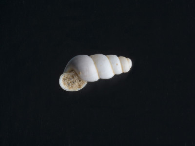 Bythiospeum_gloriae_2002-0691_V